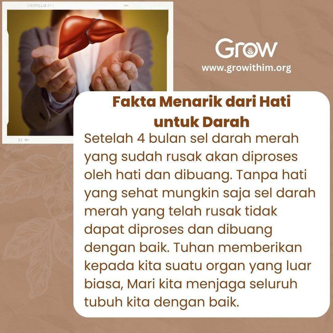 Fakta Menarik dari Hati untuk Darah