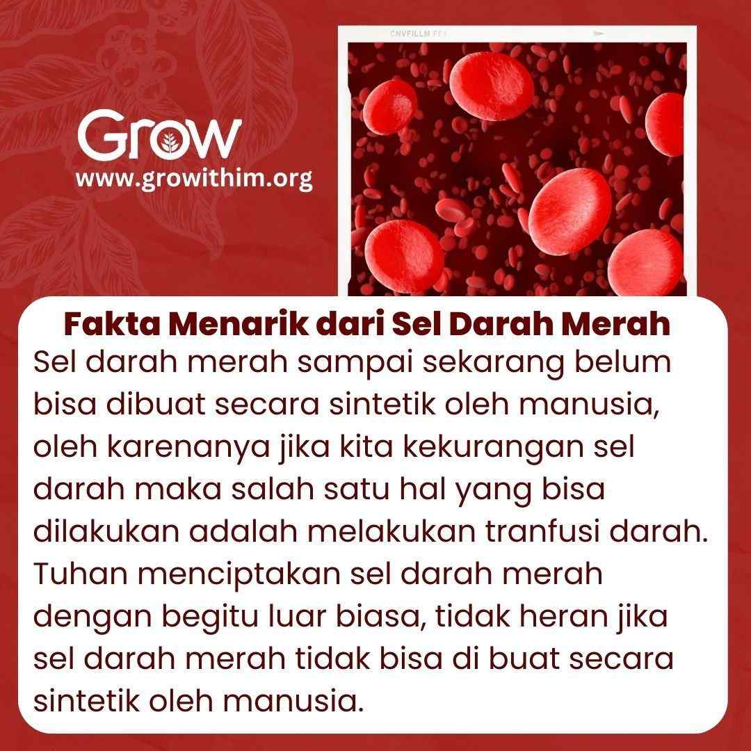 Fakta Menarik dari Sel Darah Merah