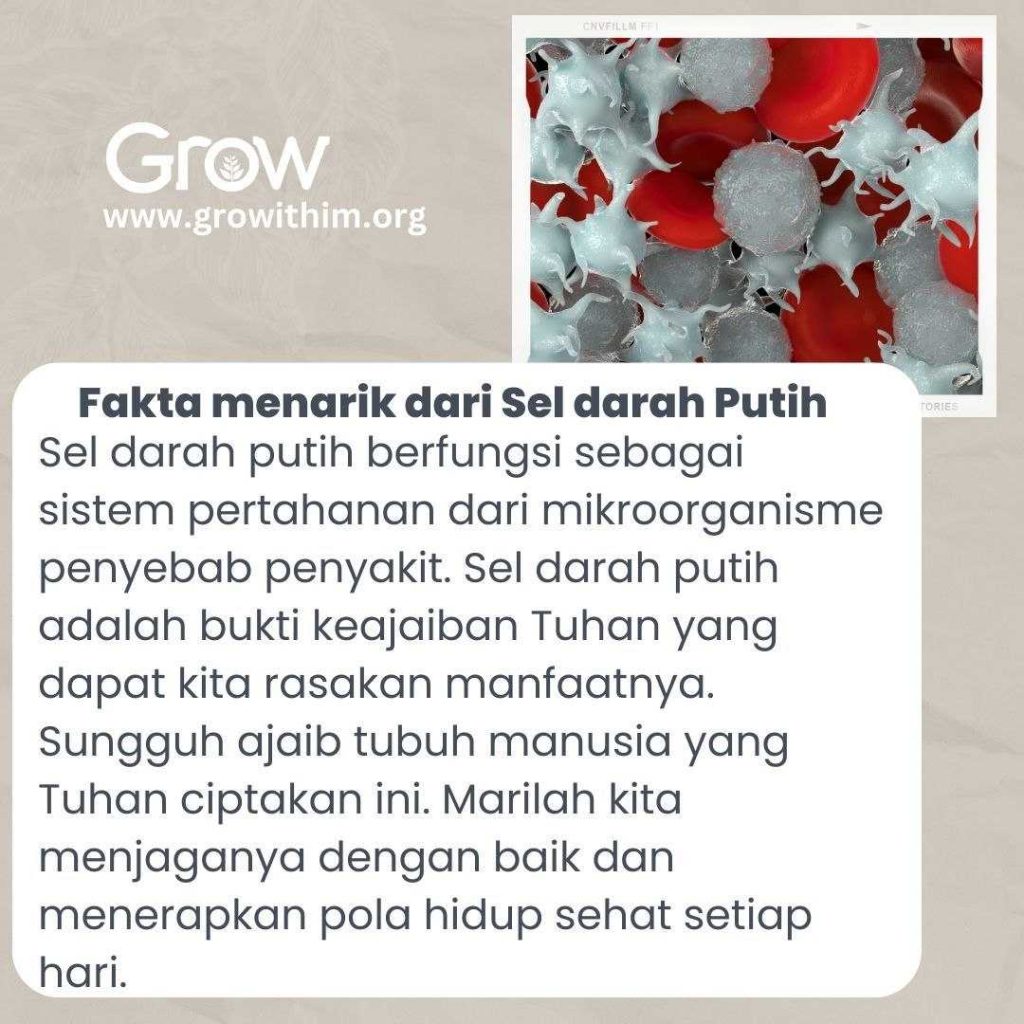 Fakta Menarik dari Sel Darah Putih - Grow