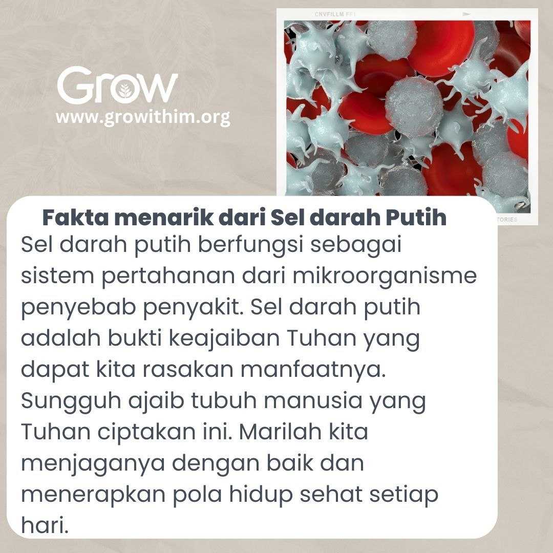 Fakta Menarik dari Sel Darah Putih