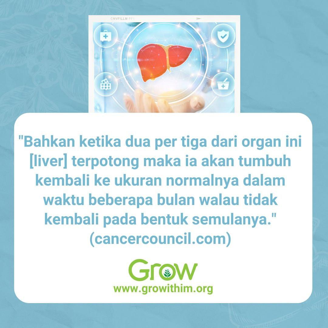 Liver (Bagian 1) – Fakta Menarik