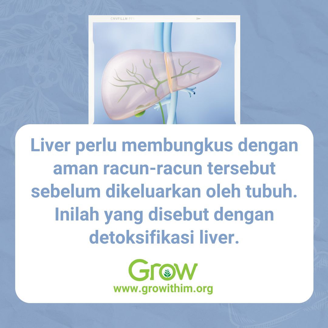 Liver (Bagian 3) – Fungsi Liver (Bagian 2) – Detoksifikasi